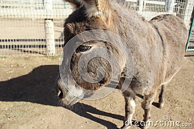 Donkey horse Stock Photo