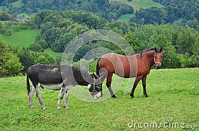 Donkey horse Stock Photo