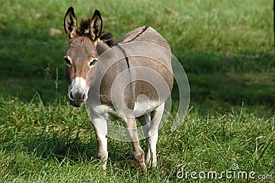 Donkey II Stock Photo