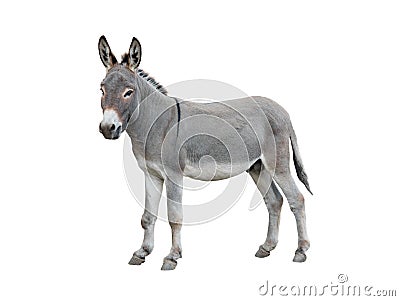 Donkey isolated on white Stock Photo