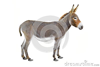 Donkey Stock Photo