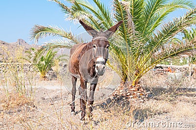 Donkey Stock Photo