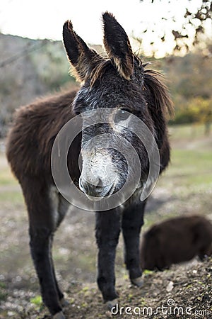 Donkey on the mountain in catalonia Stock Photo