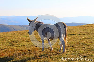 Donkey on the mountain Stock Photo
