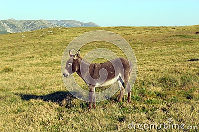 Donkey on the mountain Stock Photo