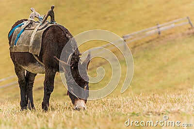 Donkey on the Mountain Pasture Stock Photo