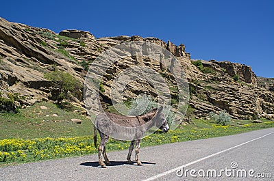 A donkey on a mountain road Stock Photo