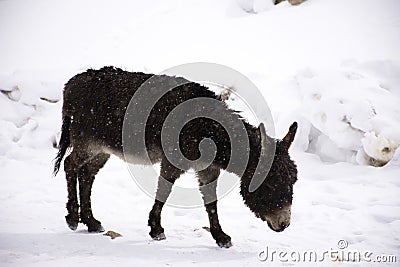 Donkey or Mule walking find food on ground when snowing at Zingral Changla Pass to Leh Ladakh on Himalaya mountain in India Stock Photo