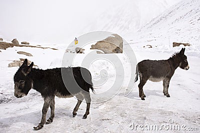 Donkey or Mule walking find food on ground when snowing at Zingral Changla Pass to Leh Ladakh on Himalaya mountain in India Stock Photo