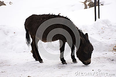 Donkey or Mule walking find food on ground when snowing at Zingral Changla Pass to Leh Ladakh on Himalaya mountain in India Stock Photo