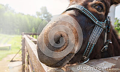 Donkey nose close-up. Funny photo of a donkey face Stock Photo
