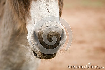 Donkey nose and whiskers Stock Photo