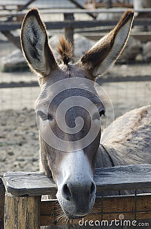 Donkey Stock Photo