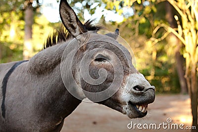 Donkey Stock Photo