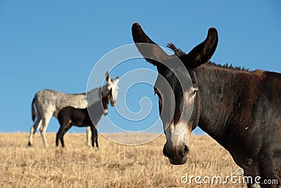 Donkey Portrait Stock Photo
