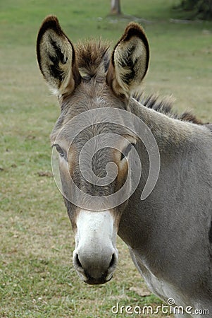 Donkey Portrait Stock Photo