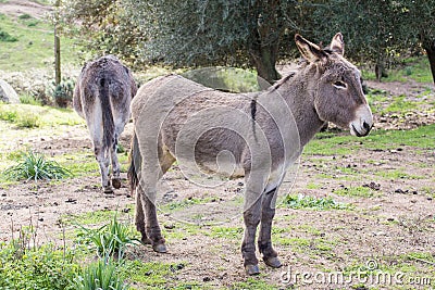 Donkey Stock Photo