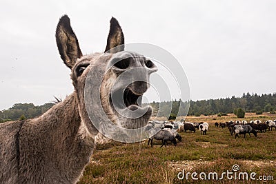 Donkey protects sheep herd from wolf Stock Photo