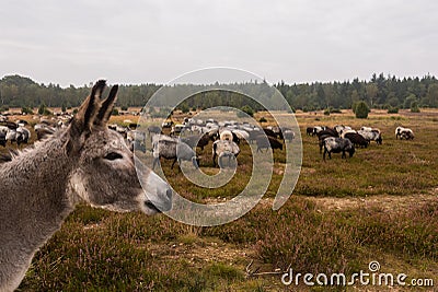 Donkey protects sheep herd from wolf Stock Photo