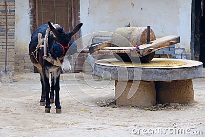 Donkey pull millstone Stock Photo