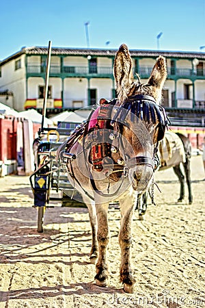 Donkey pulling a tourist car Stock Photo