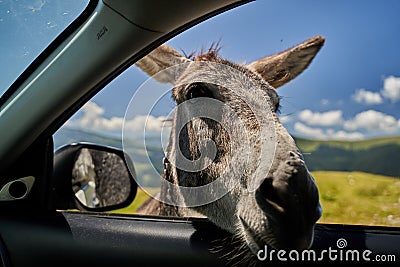 Donkey putting his face in car`s window Stock Photo