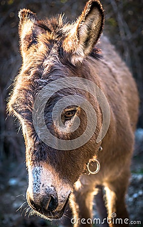 Donkey resting in the hot Sun Stock Photo