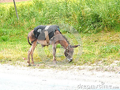 Donkey on the road Stock Photo