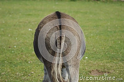 donkey-s-ass-1307388.jpg