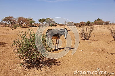 Donkey in the Sahara desert, Africa Stock Photo