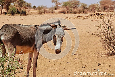 Donkey in the Sahara desert, Africa Stock Photo