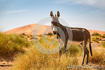 Donkey on the Sahara Desert Stock Photo