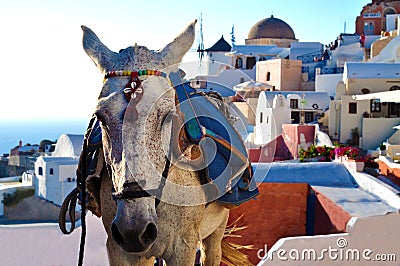 Donkey of Santorini Stock Photo