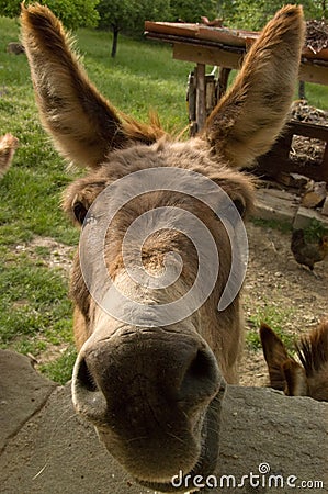 Donkey Saying Hello Stock Photo