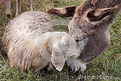 A donkey and a sheep having cuddle Stock Photo