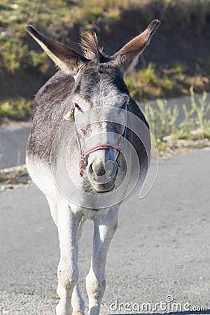 Donkey sheep herder Stock Photo