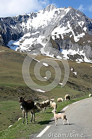 Donkey, sheep and white snow covered mountains Stock Photo