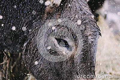 Snowing on donkey close up Stock Photo