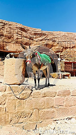 Donkey standing and having a rest. Bedouins and their animals in Petra reserve. Transport in Petra. Tourist route in ancient city Stock Photo