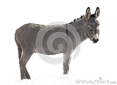 A donkey stands in the snow in winter isolated on a white Stock Photo