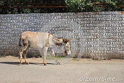 The donkey in the streets of the Vank village Stock Photo