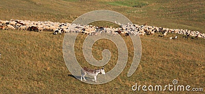 donkey to carry the lambs of a large flock of sheep and goats gr Stock Photo