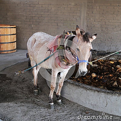 A donkey on the treadmill for production of mescal Stock Photo