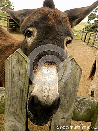 Donkey waiting for food Stock Photo