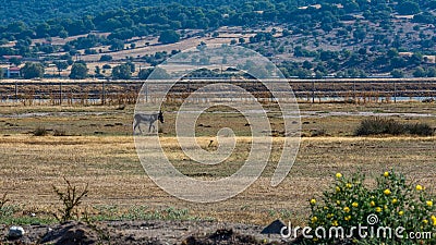 Donkey walking through field with mountains in the background Stock Photo