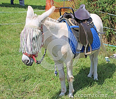 Donkey ready for riding Stock Photo