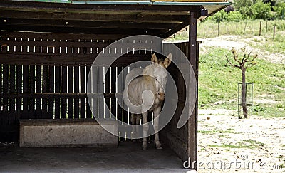 Donkeys on farm Stock Photo