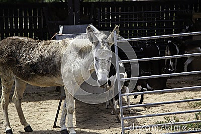 Donkeys on farm Stock Photo