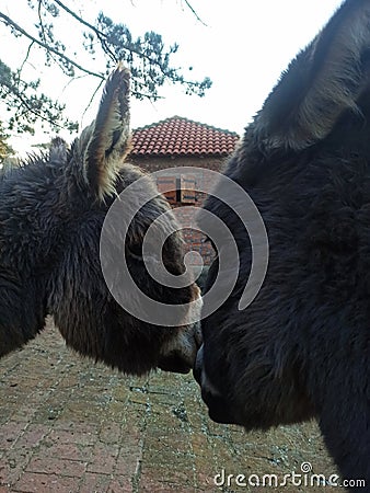 Donkeys being affectionate kissing telling secrets steady friends Stock Photo