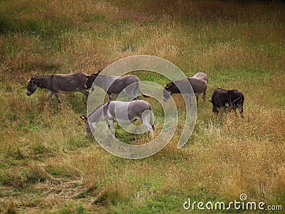 Donkeys in dry pasture Stock Photo